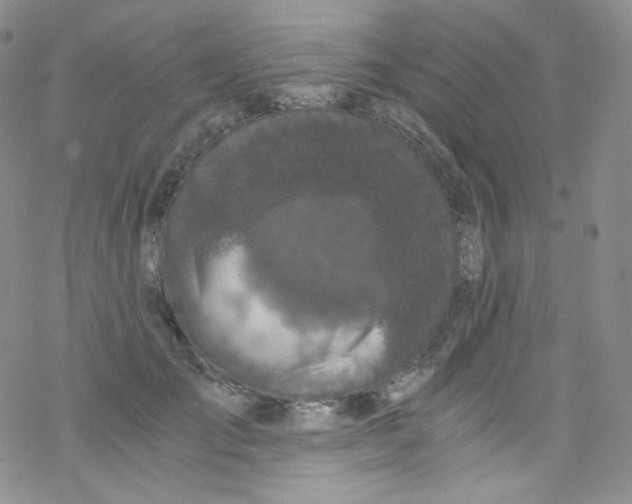 X0000076350701200610272120