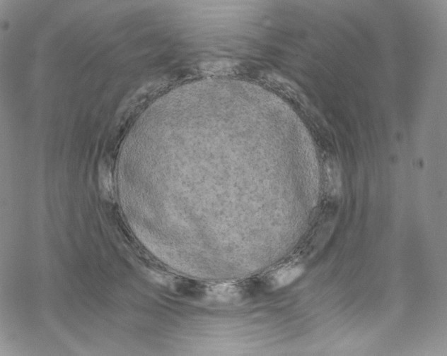 X0000076350705200610272120