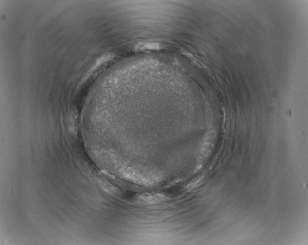 X0000076350712200610272120