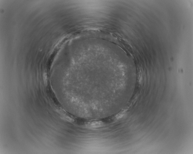 X0000076350716200610272120