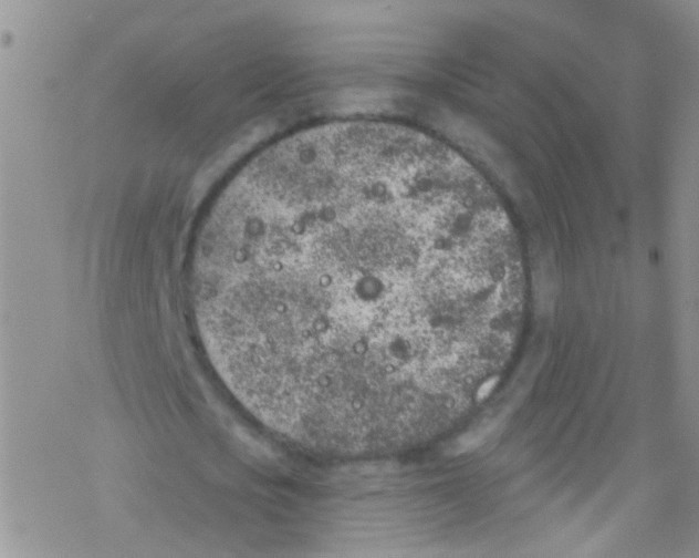 X0000076350721200610272119