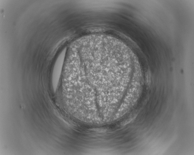 X0000076350733200610272119