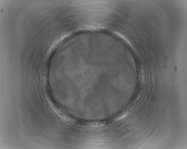 X0000076350736200610272119