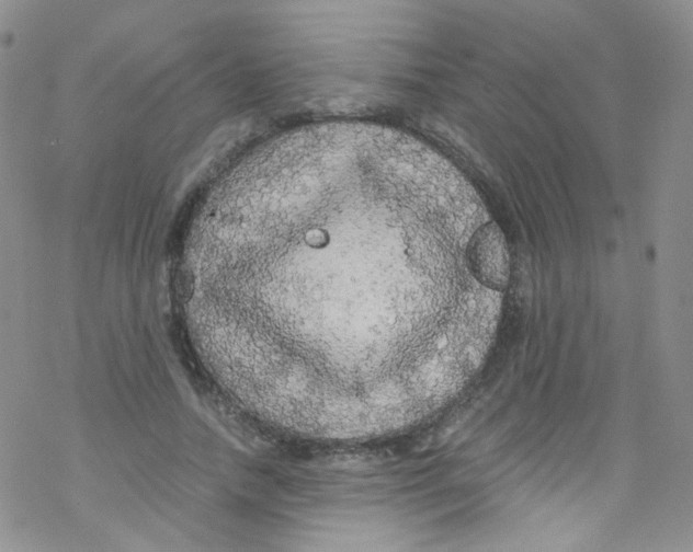 X0000076350738200610272119