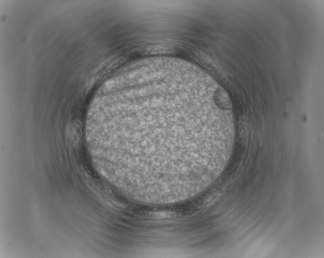 X0000076350741200610272119