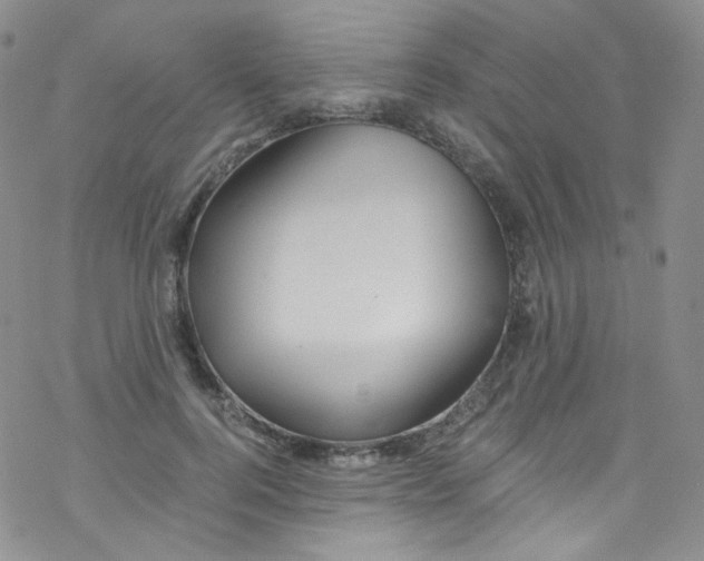 X0000076350744200610272119