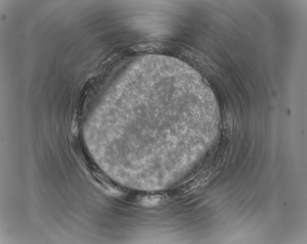 X0000076350751200610272119