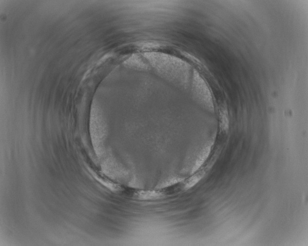 X0000076350766200610272120