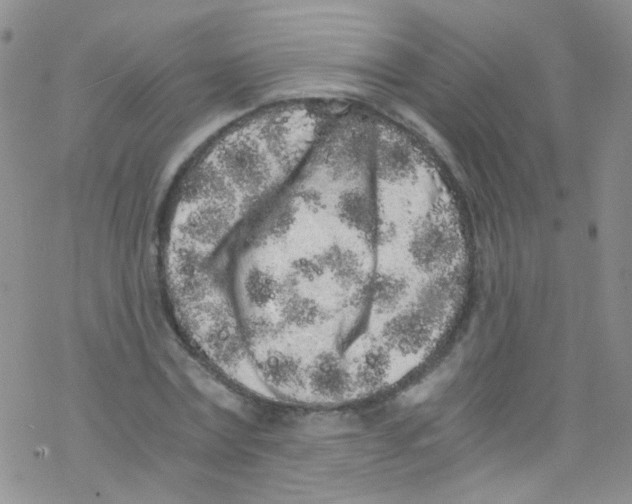 X0000076350779200610272119