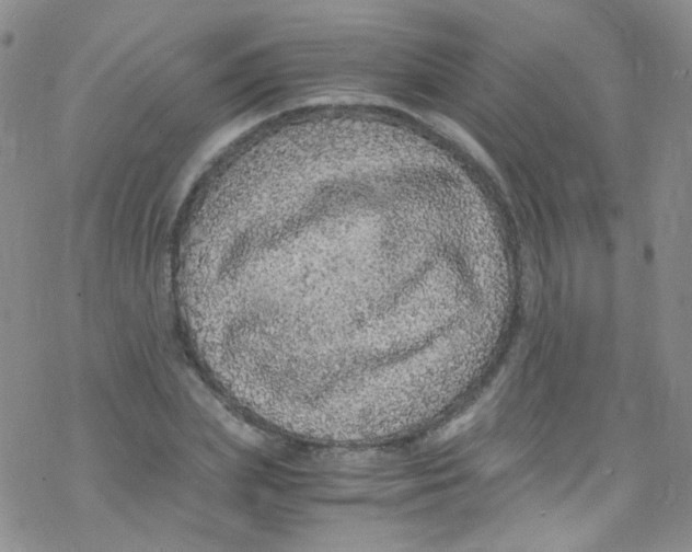 X0000076350831200610272118