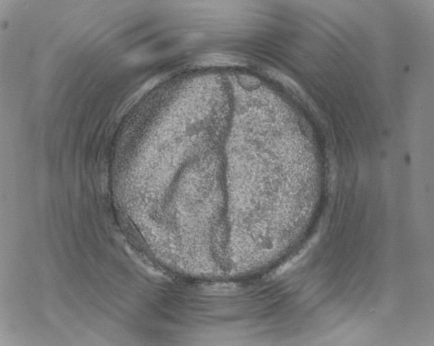 X0000076350833200610272118