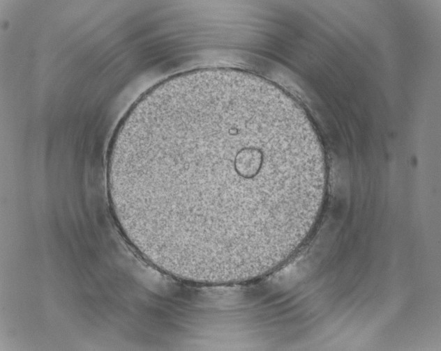 X0000076350836200610272118