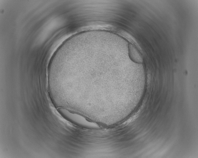 X0000076350844200610272118