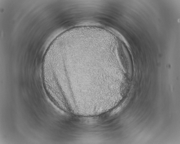 X0000076350855200610272118