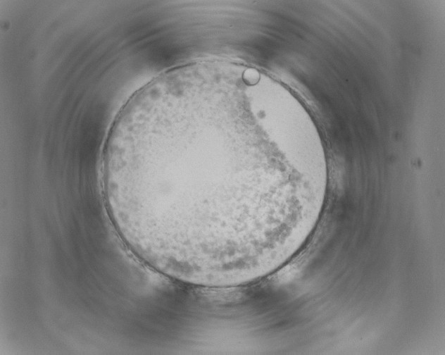 X0000076350856200610272118