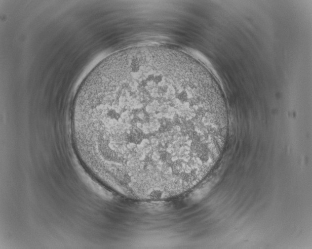 X0000076350859200610272118