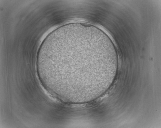 X0000076350861200610272118