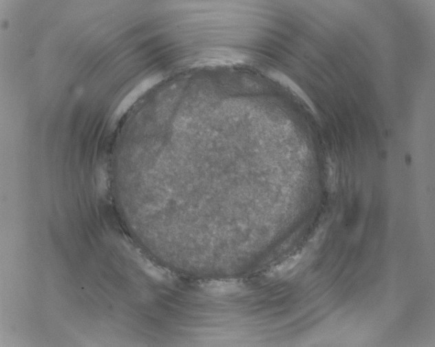 X0000076350874200610272117