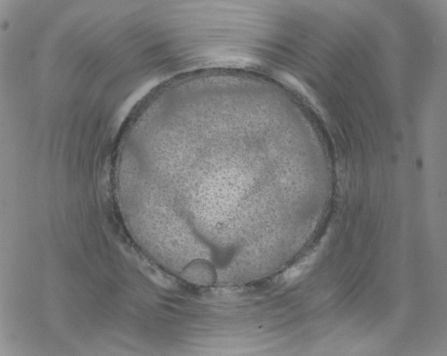 X0000076350875200610272117