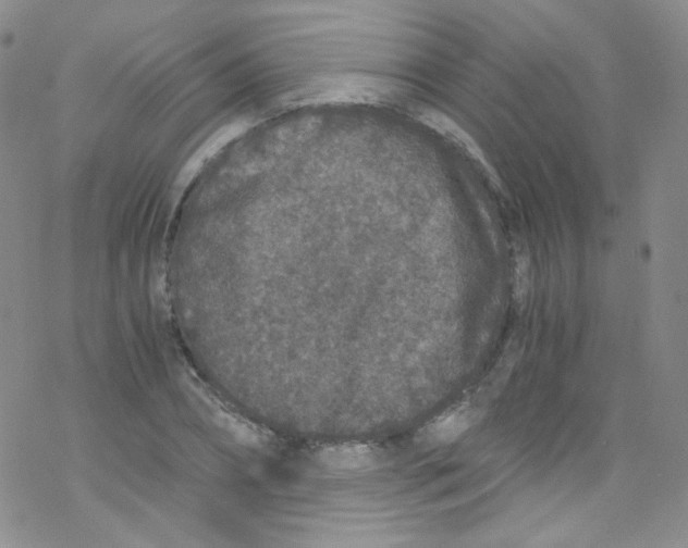 X0000076350882200610272117