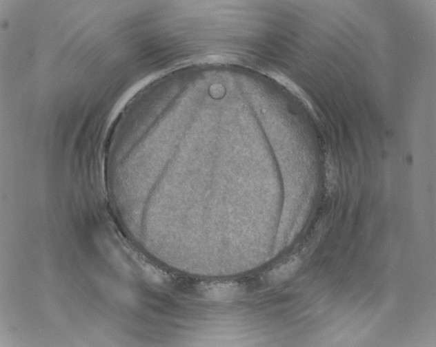 X0000076350886200610272117