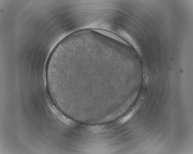 X0000076350892200610272117