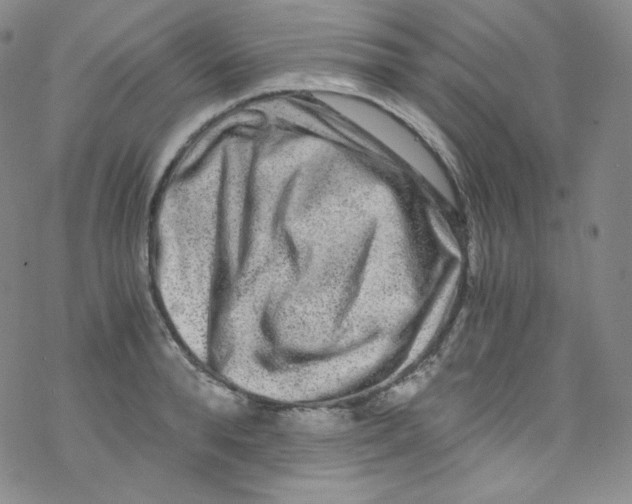 X0000076350896200610272117