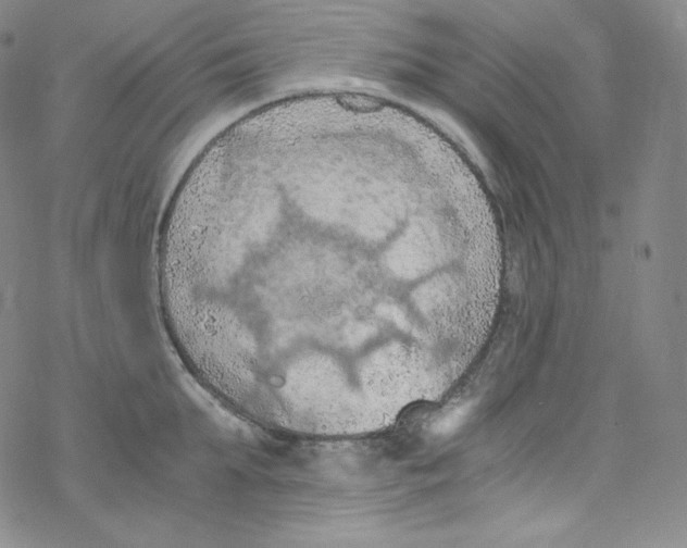 X0000076350903200610272117