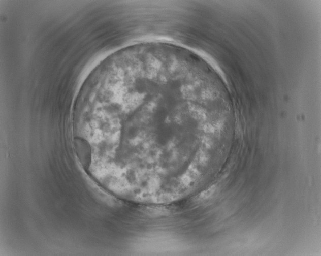 X0000076350911200610272117