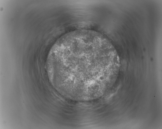 X0000076350913200610272116