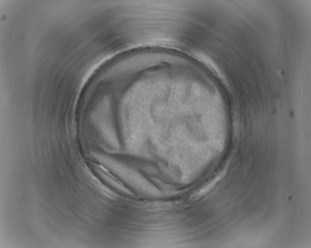 X0000076350924200610272116