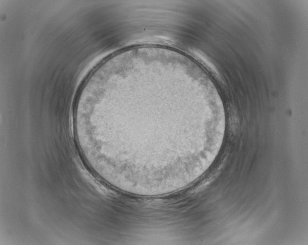 X0000076350940200610272116