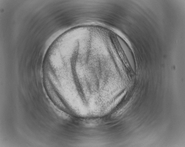 X0000076350951200610272116