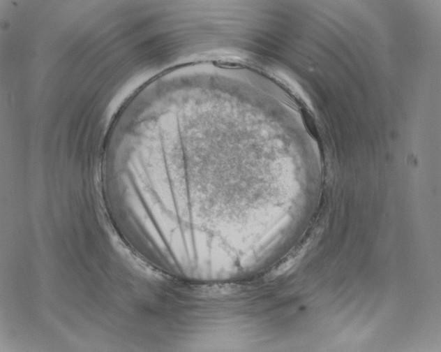 X0000076350952200610272116