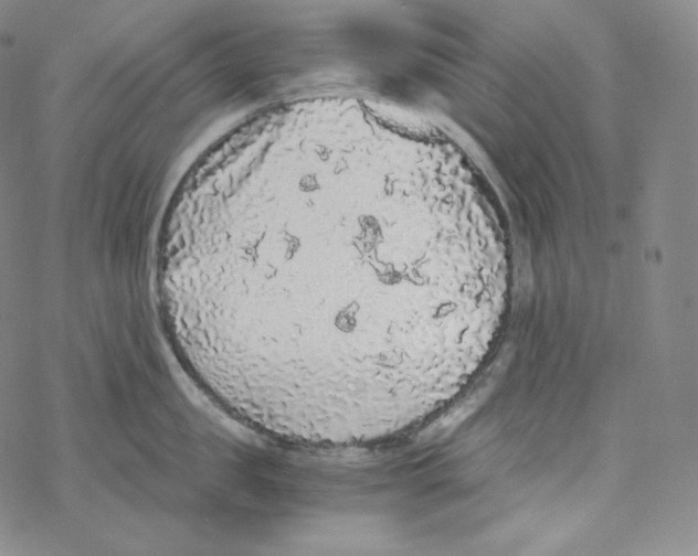 X0000076350957200610272117