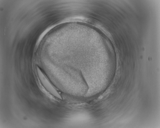 X0000076350960200610272117