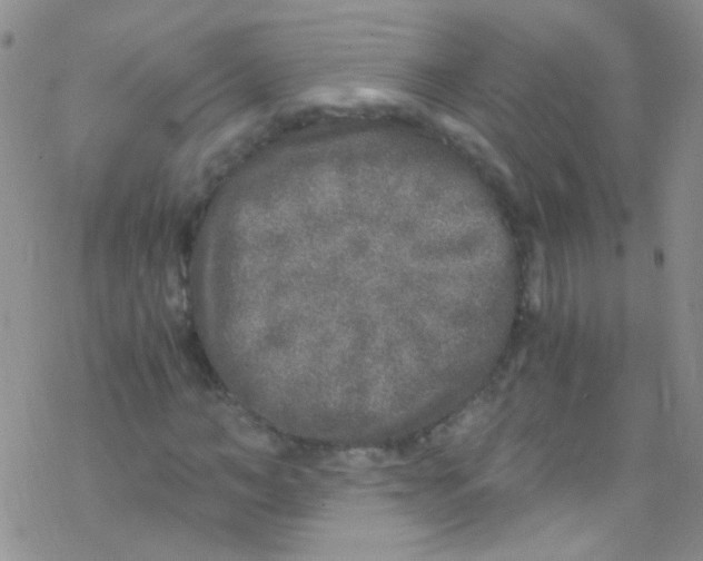 X0000076350966200610272116