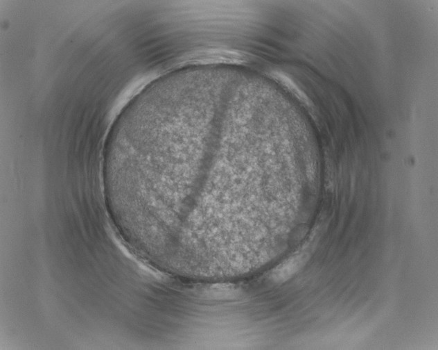 X0000076350986200610272115