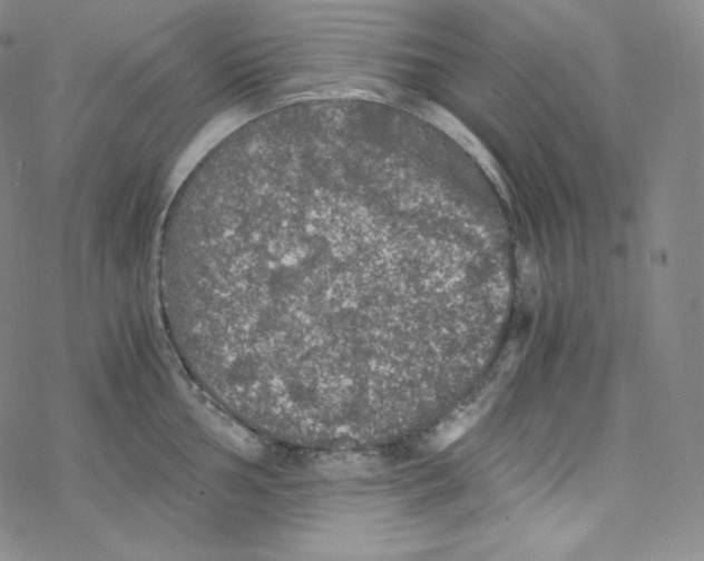 X0000076351002200610272115