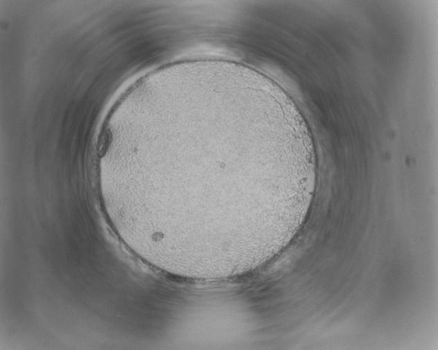 X0000076351008200610272115