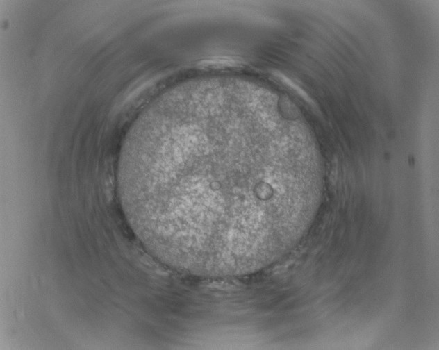 X0000076351015200610272114