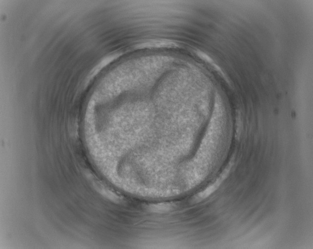 X0000076351017200610272114