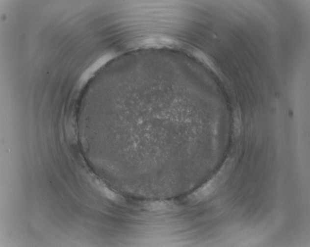 X0000076351018200610272114