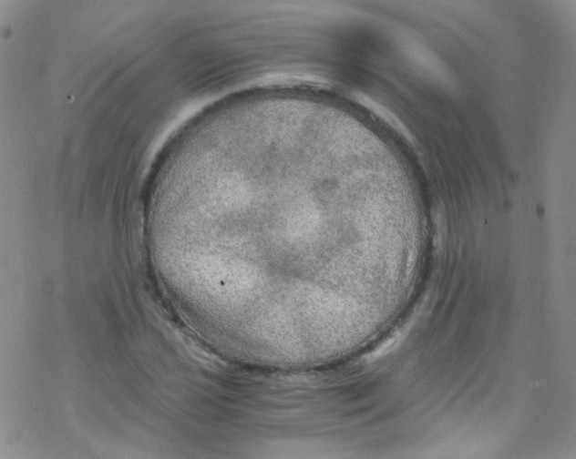 X0000076351021200610272114