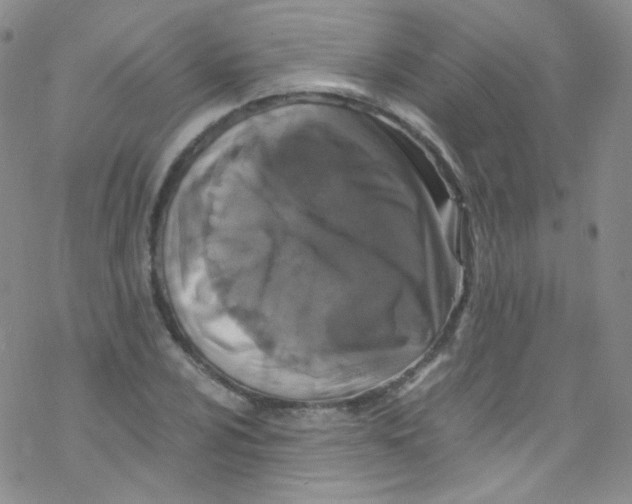 X0000076351024200610272115