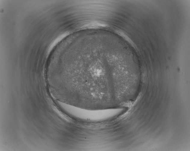 X0000076351026200610272115