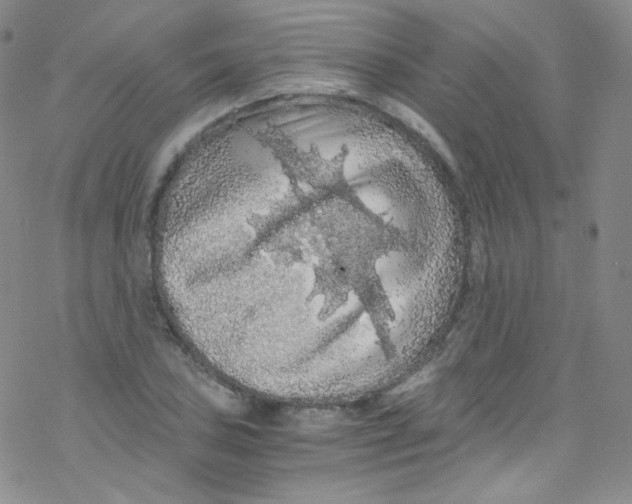 X0000076351027200610272115