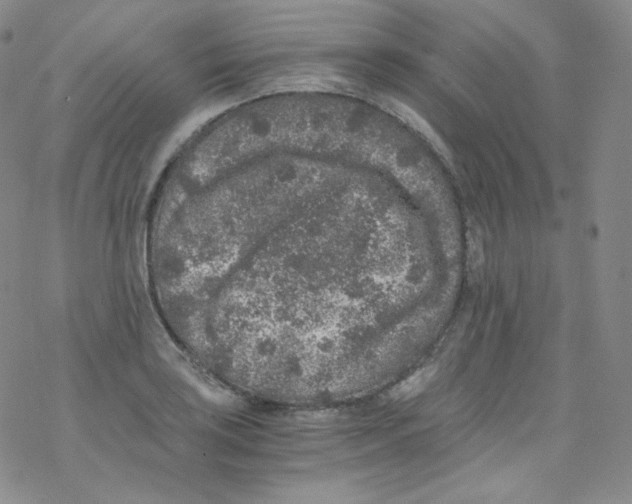 X0000076351035200610272115