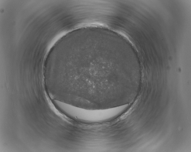 X0000076351038200610272115