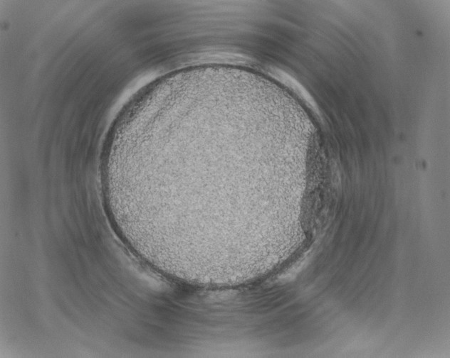 X0000076351043200610272115